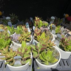 Cactus& Succulents Dish garden In 6” Clay Pot. SPECIAL PRICE 🤩