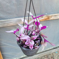 Nanouk Tradescantia Plant 6" Pot