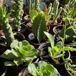 Cactus and Succulent’s 🌵🪴