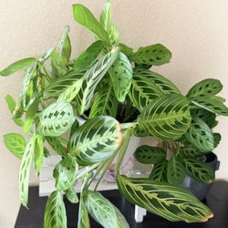 Lemon Lime Maranta Prayer Plant 
