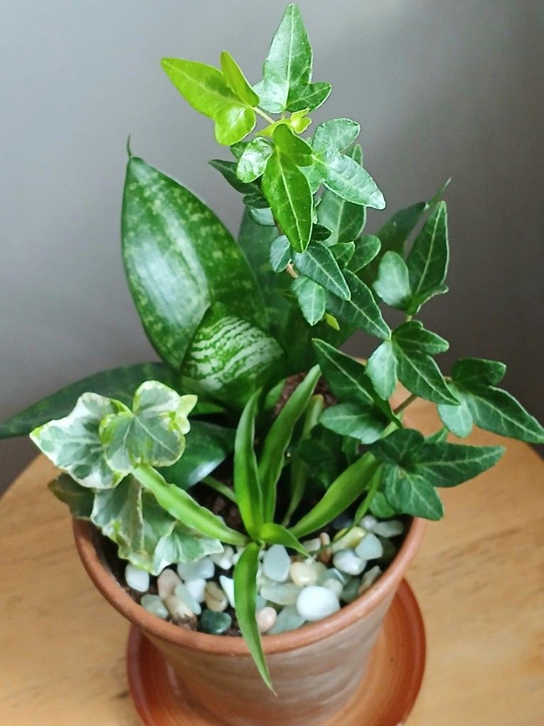 Snake Plant, Spider Plant & Ivy Combo Live 