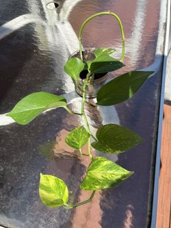 Dainty MARBLE POTHOS With New Growth 
