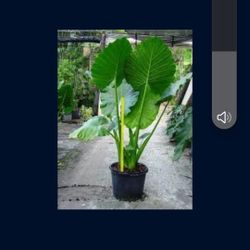 Alocasia Calidora 2-3 Ft Tall Elephant Ear Live Plant