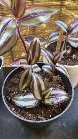 Zebra plants