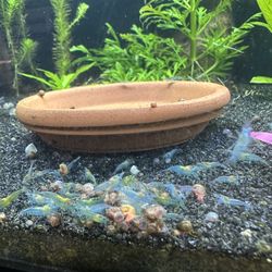 Blue Velvet Neocaridina Shrimps Aquarium