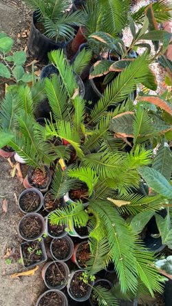 Sago palms-$5 small pots