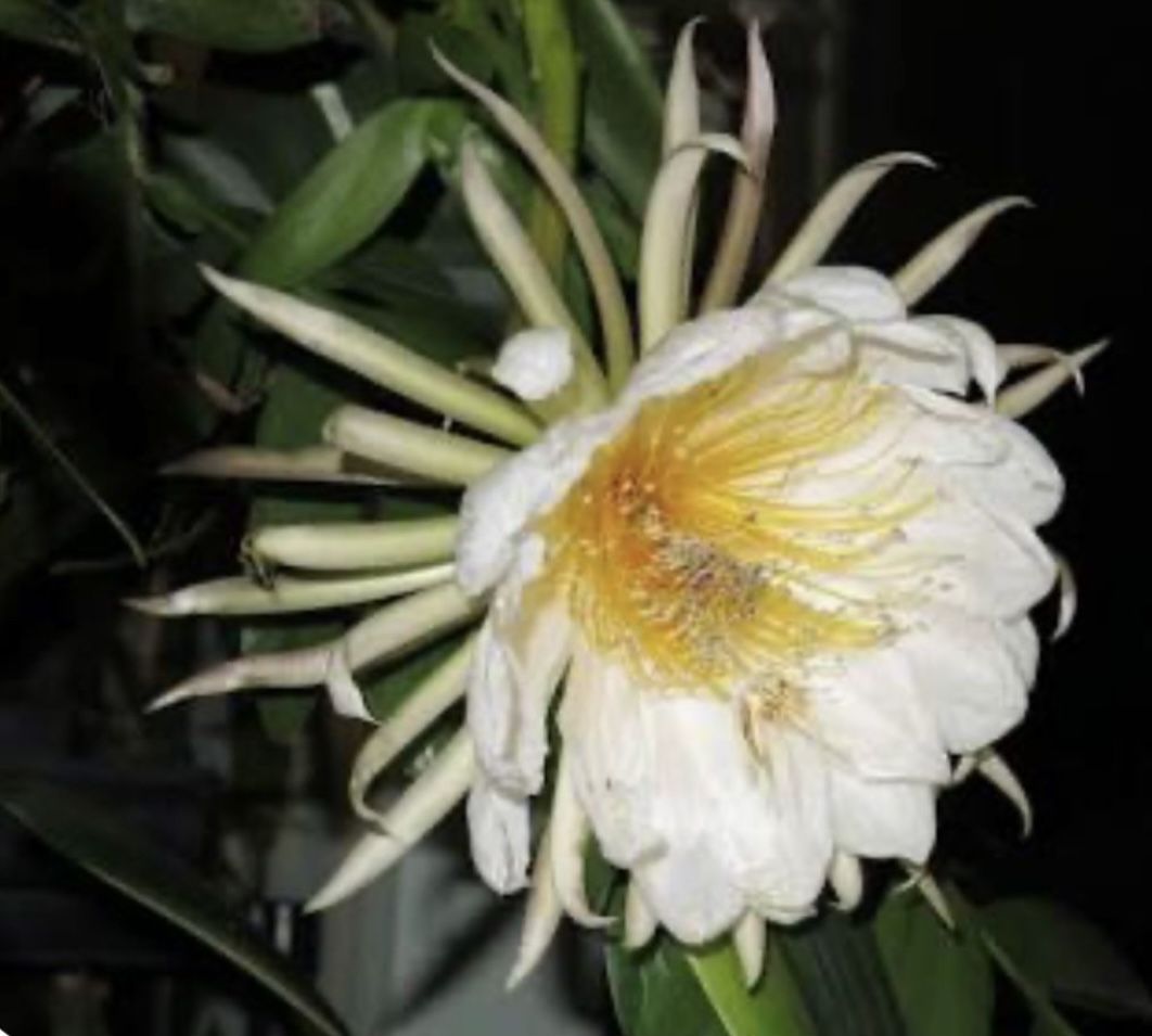 Epiphillum Marniera $10