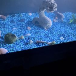 Fish Tank 