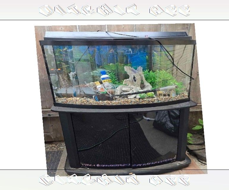 man and Fully-Loaded Aquarium Set - Dive into Underwater Beauty