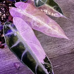 Alocasia Pink Bambino Variegated Plant Rare Indoor Plants 