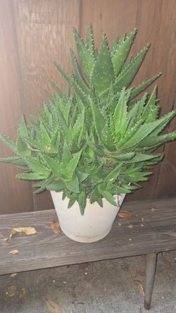 Plants