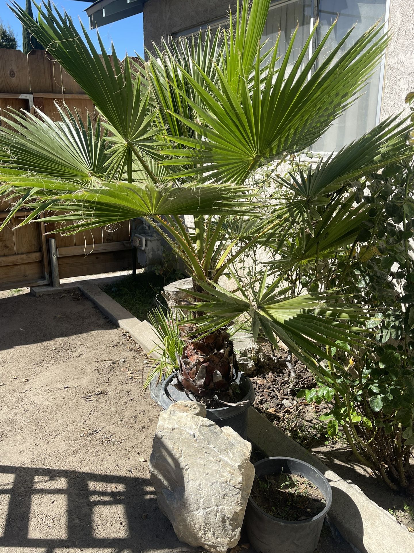 Dan Palm in tune