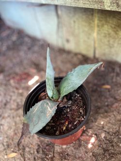 Century Plant (American Agave)