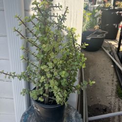 Elephant Bush Succulent