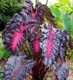 Colocasia redemption in one gallon pot ( first pic is example )