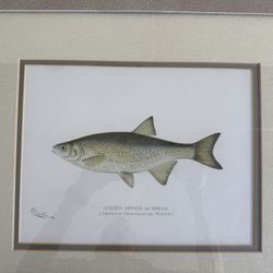 Sherman Denton Fish Sketches 