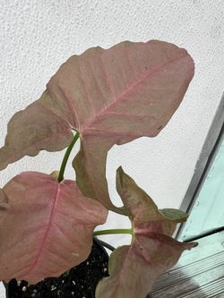Syngonium Neon Robusta Pink