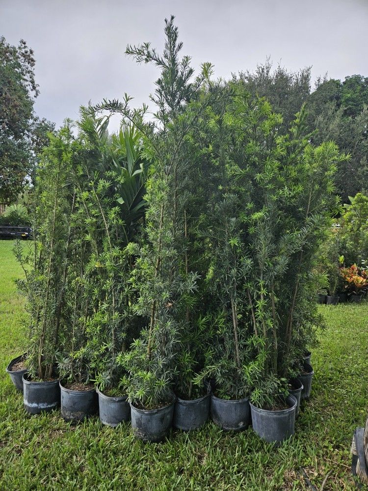 podocarpus over 6 to 7 feet tall Instant Privacy Hedge For Fence Green Full Ready for planting