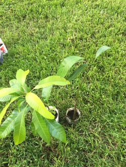 AVOCADO 🥑 TREE AND MANGO TREE🥭