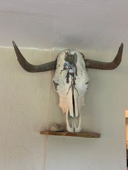 22” long Bull  skeleton head $75