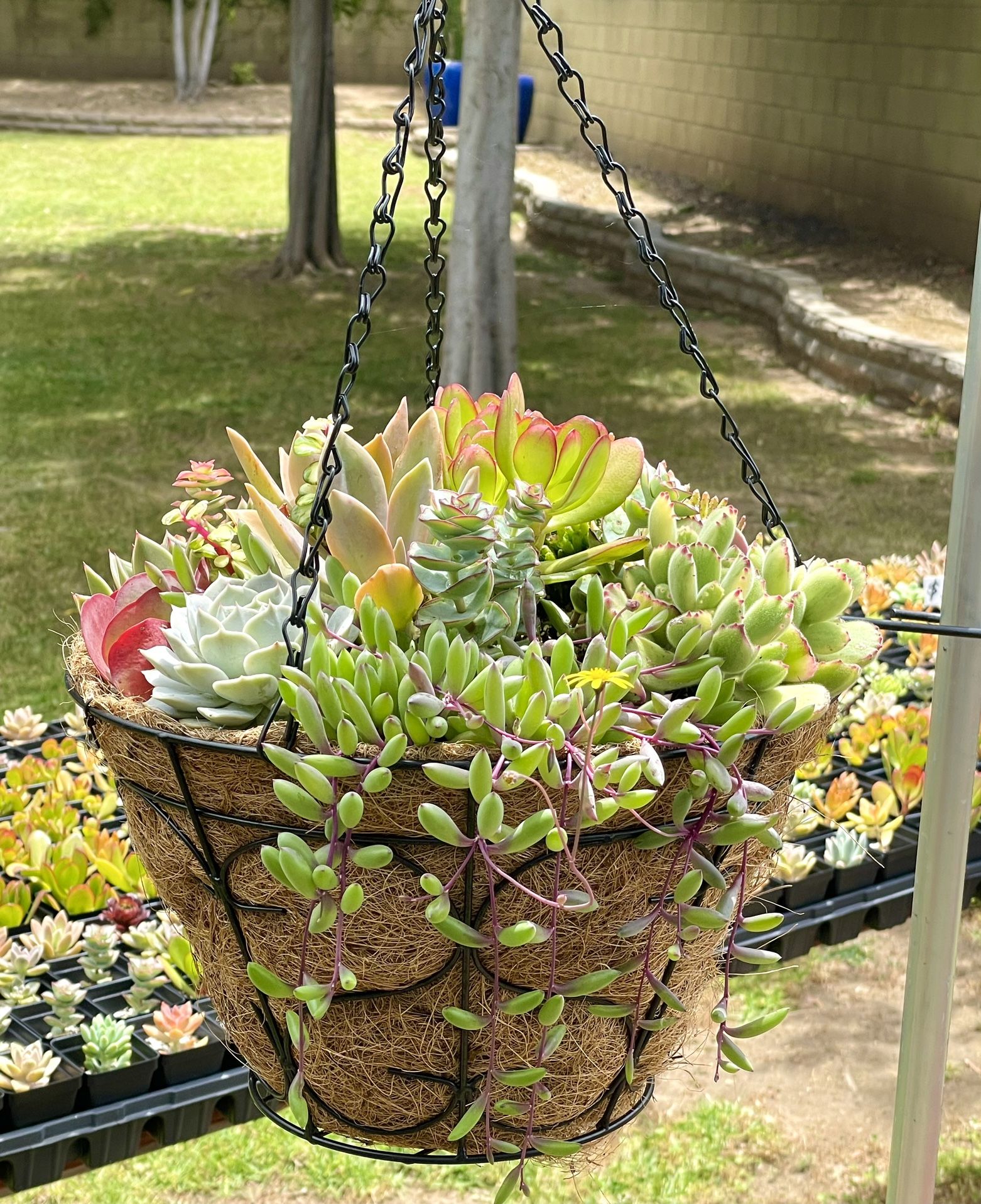 succulents aeonium Aeonium Aureum Greenovia Mountain Rose