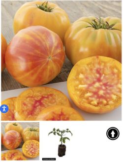 Sweet Yellow heirloom Tomato Plant