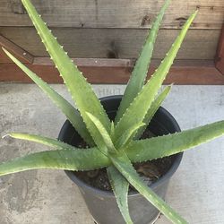Large Aloe Vera Plant  in 5-gal Container
