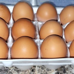 Fresh Brown EGGS!