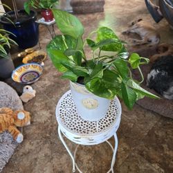 Pothos In 8in Tall Ceramic Pot With Drainage 