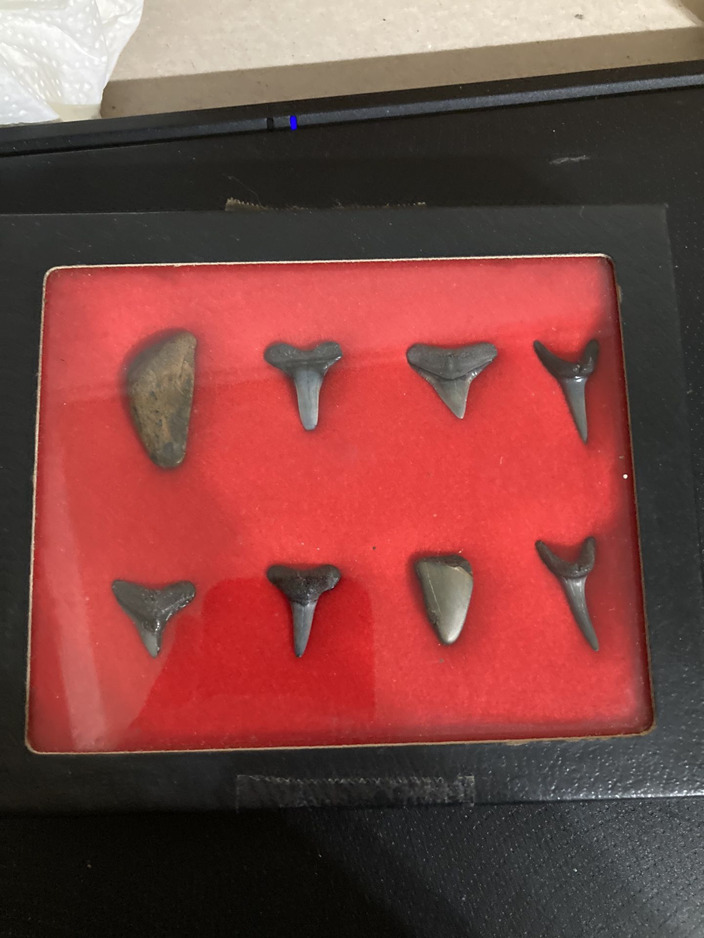 Different Sharks Teeth 8 In Display Box