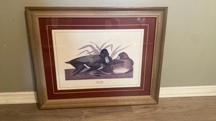 Beautifully Framed Print Of Scaup Duck Pair