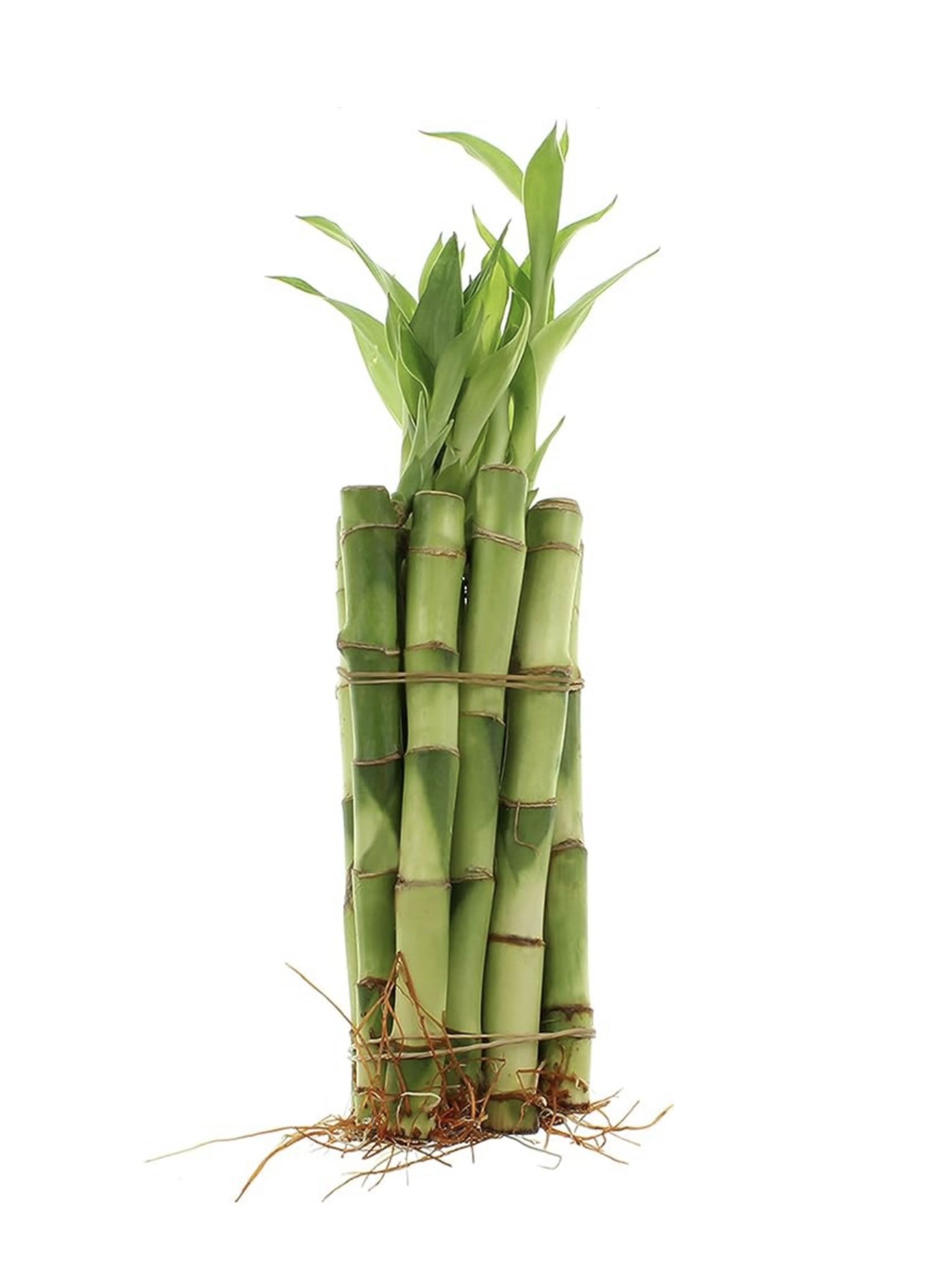 Lucky Bamboo 6in X 10 Stalks FREE Liquid Fertilizer 富贵竹