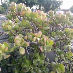 Succulent Cuttings (Jade Plants 3 cuttings for $5)