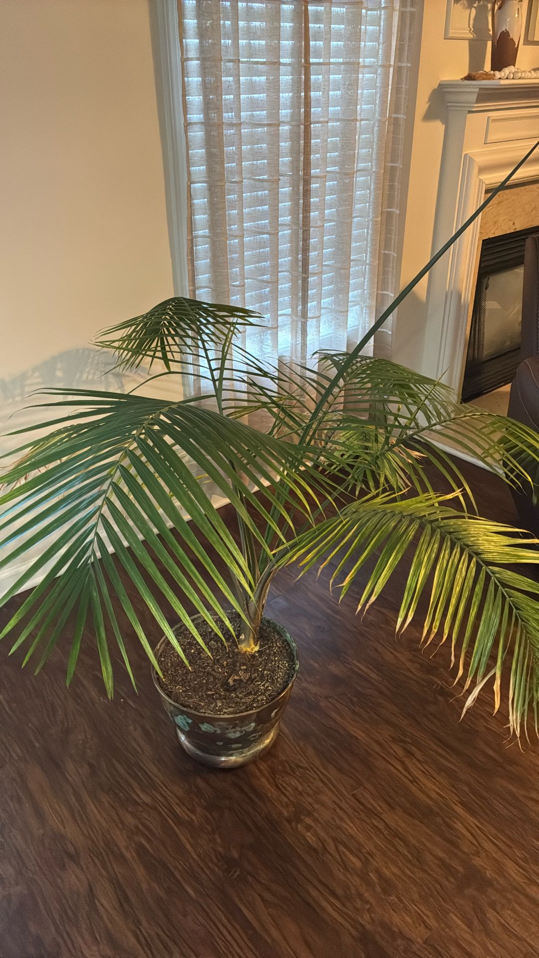 Palm Plant