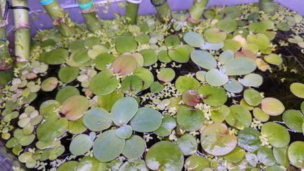 Aquarium Plants 5$