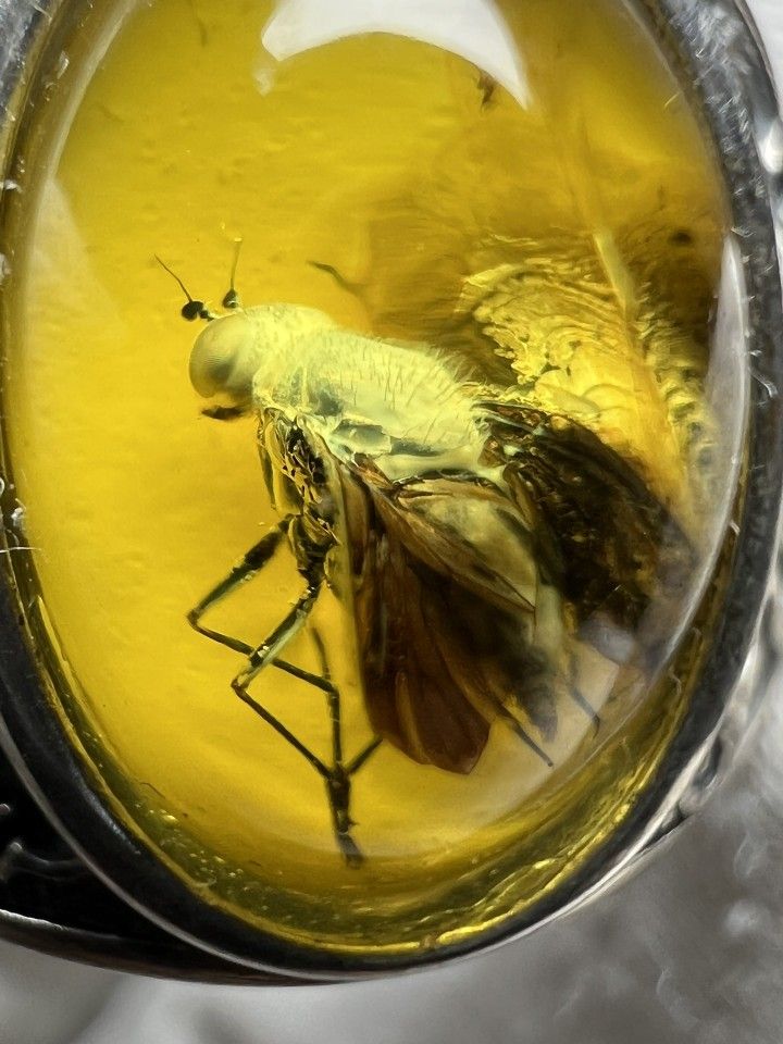 Natural Jurassic Fly Preserved in Baltic Amber Ring