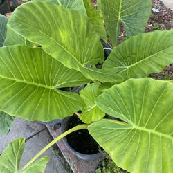 Plants 🌱 Elephant Ears For Inside And Outside