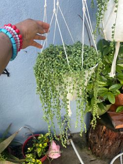 Succulents con Colgadera de macrame