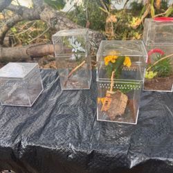 Acrylic Invertebrate Enclosures