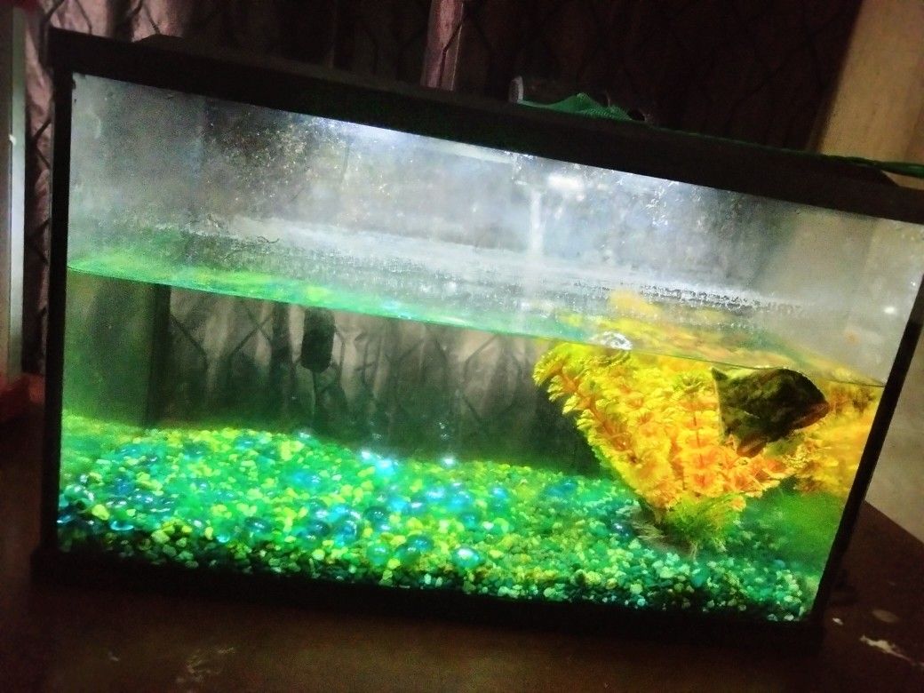 Fish Tank And Accessories 