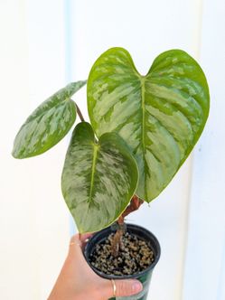 Philodendron Sodiroi Plant 4" Pot - Indoor House Plants
