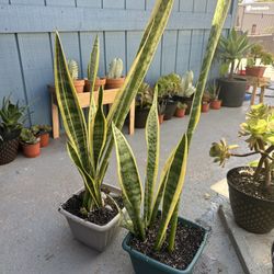 Snake Plant Potted