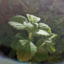 Methonathal Plant Super Drought Tolerant  Lots Of Uses 