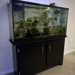 60 Gallon Aquarium And Stand