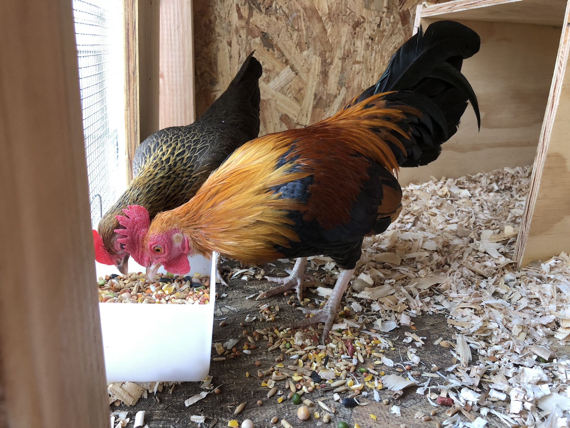 Kikiriki bantam rooster and chicken pair