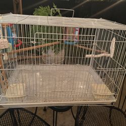 Bird Cage 