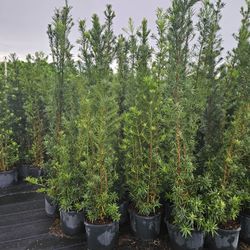 huge Podocarpus  over 6 to 7 feet tall Instant Privacy Hedge For Fence 