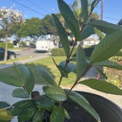 Guava Live Plant, Tropical Guava Fruit Tree, Ready to Grow  20 Inches