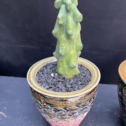 Boobies Cactus On Sale Imported NO ROOT