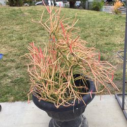 Fire stick Plant